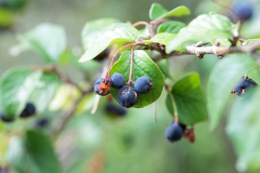 Cotoneaster laksiflorus çalılığının meyveleri ve yaprakları.. 