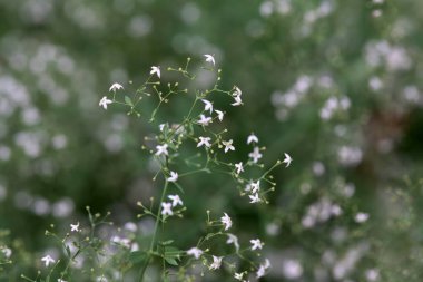 Yatak saman türünün enfloresansı Galyum müfredatı