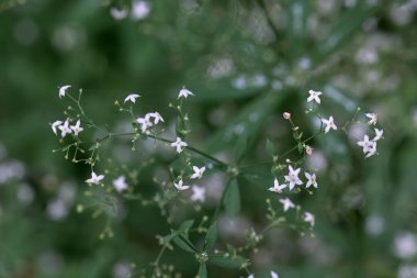 Yatak saman türünün enfloresansı Galyum müfredatı