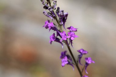 Mor bir mantarın çiçeği, Linaria purpurea