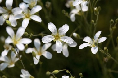 Kum Solucanı türünün enfloresansı Minuartia laricifoli