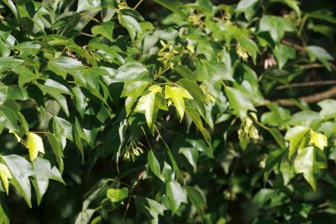 Üç çatallı akçaağaç yaprağı, Acer buergerianu