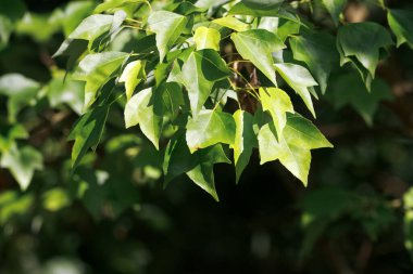 Üç çatallı akçaağaç yaprağı, Acer buergerianu