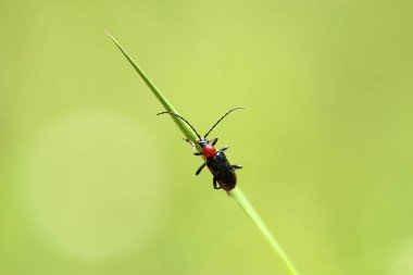 Uzun boynuzlu böcek Dinoptera yakası çimlerin üzerinde..