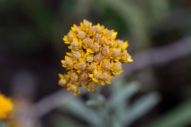 Sonsuz bir altın kümenin enfloresansı, Helipterum humboldtianum