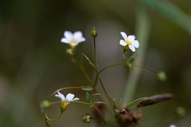 Arındırıcı keten bitkisinin çiçeği, Linum katartiyum.