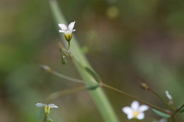 Arındırıcı keten bitkisinin çiçeği, Linum katartiyum.