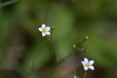 Arındırıcı keten bitkisinin çiçeği, Linum katartiyum.