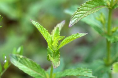 Bir Japon nane bitkisinin yaprakları, Mentha canadensi