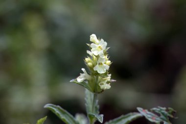 Hyssop-left dağ solucanı Sideritis hyssopifoli 'nin enfloresanı.