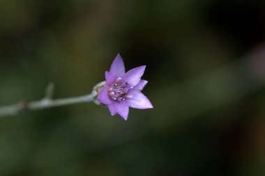 Xeranthemum silindirium bitkisinin çiçeği