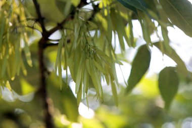 Yeşil bir dişbudak ağacının meyveleri, Fraxinus Pennsylvanic