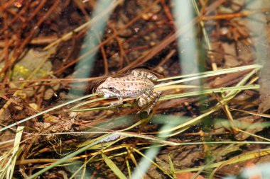 İber boyalı bir kurbağa, Discoglossus galganoi, bitkilerle dolu bir gölün sığ sularında.. 