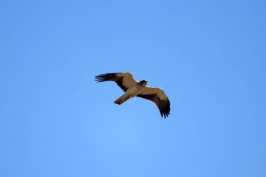 Mavi gökyüzüyle uçan çizmeli bir kartal, Hieraetus pennatus.