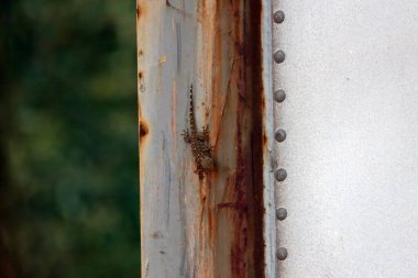 Sıradan bir duvar kertenkelesi, Tarentola mauritanica, bir yağmur geçidi üzerinde