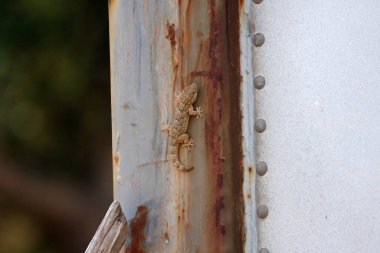 Sıradan bir duvar kertenkelesi, Tarentola mauritanica, bir yağmur geçidi üzerinde