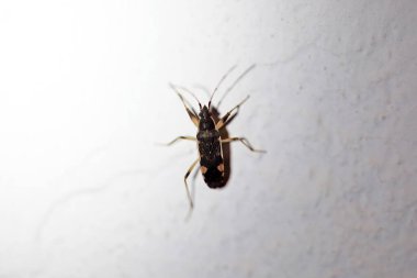 Toprak renkli tohum böceği duvardaki armatipleri öldürüyor.