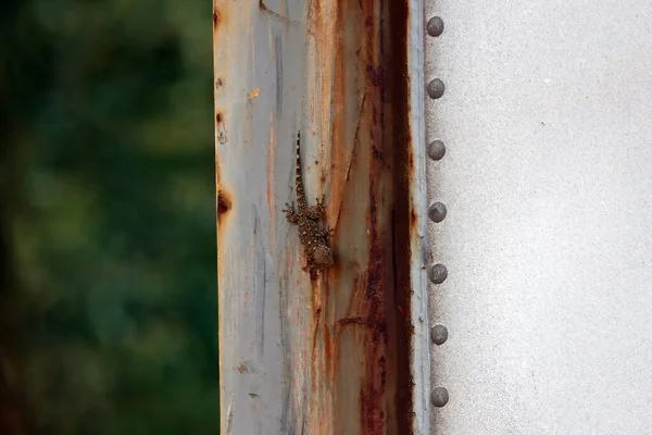 Sıradan bir duvar kertenkelesi, Tarentola mauritanica, bir yağmur geçidi üzerinde