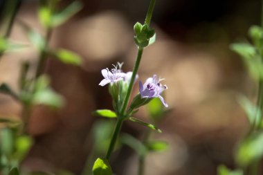İnce bir nane bitkisinin çiçekleri, Mentha diemenica