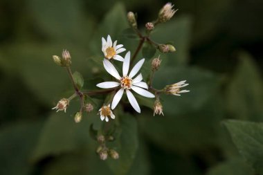 Beyaz odun makinesinin çiçekleri, Aster divaricatus