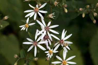 Beyaz odun makinesinin çiçekleri, Aster divaricatus