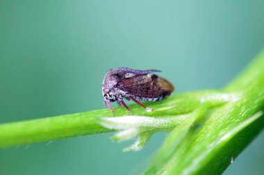 Dikenli sıçan, Centrotus cornutus, yeşil bir dalda. 