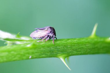 Dikenli sıçan, Centrotus cornutus, yeşil bir dalda. 