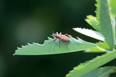 Burun böceği Charagmus kongresi, bir bitkinin üzerinde..