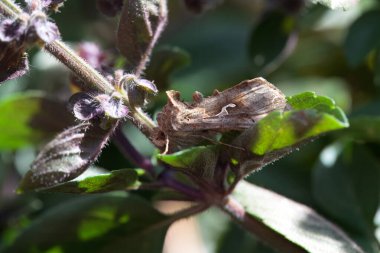 Gümüş Y güvesi, Autographa gama, bir çalılıkta