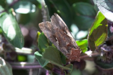 Gümüş Y güvesi, Autographa gama, bir çalılıkta