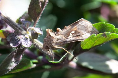 Gümüş Y güvesi, Autographa gama, bir çalılıkta