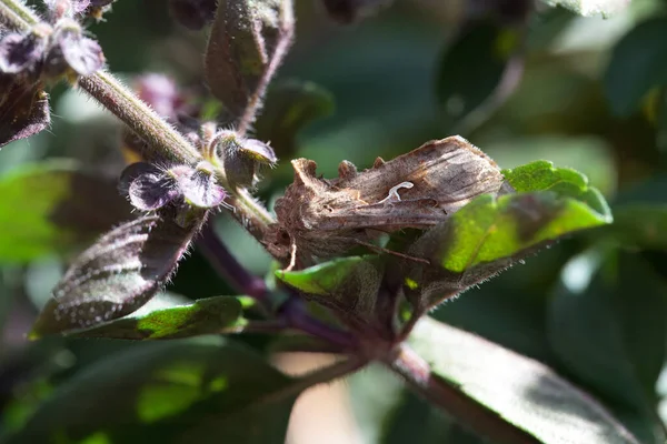 Gümüş Y güvesi, Autographa gama, bir çalılıkta
