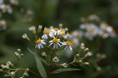 Uzun beyaz bir makinenin çiçekleri, Doellingeria umbellata