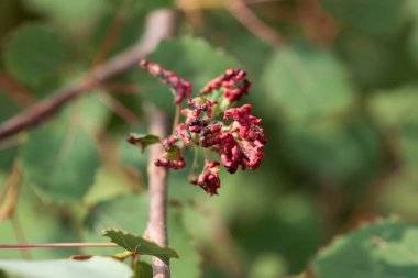 Aceria türünün Mite safraları kavak yapraklarına dağılır.. 