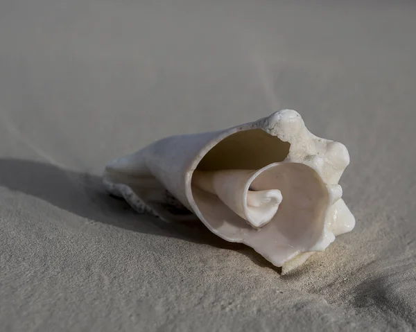 Karayipler'de sahilde Seashell