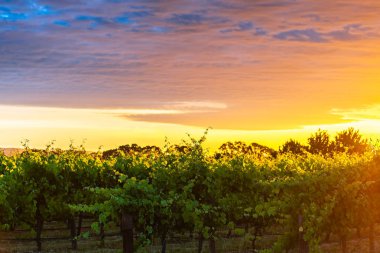 Gün batımında, Güney Avustralya Mclaren Vale üzüm üzüm.