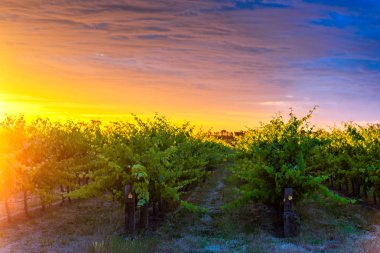 Gün batımında, Güney Avustralya Mclaren Vale üzüm üzüm.