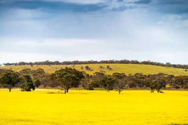 Bir gün kanola alanların Murray Bridge, Güney Avustralya oteller