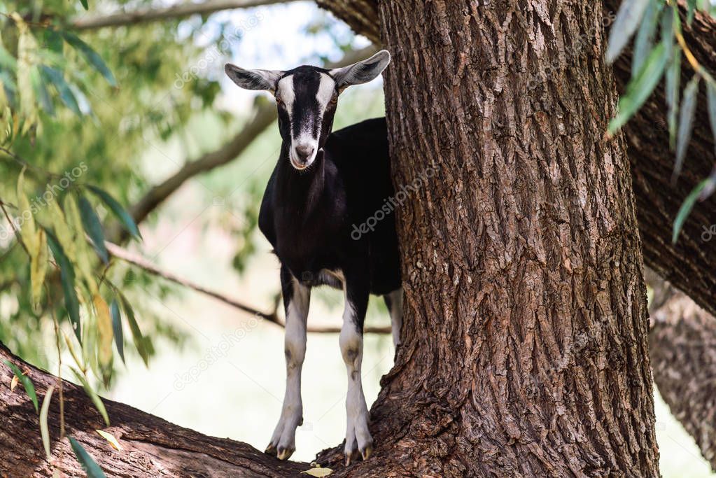 Goat standing on eucalyptus tree in rural area of South Australia