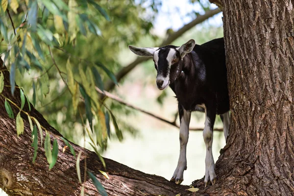 Koza Stojący Drzewo Eukaliptusa Wiejskiej Okolicy Miejscowości South Australia Australia — Zdjęcie stockowe