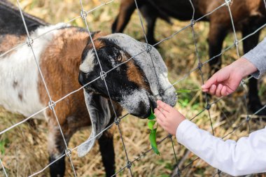 Çocuklar el çitin üzerinden bir keçi besleme