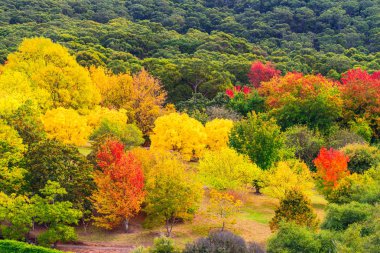 Avustralya sonbaharda renkli: Mount Lofty, Güney Avustralya
