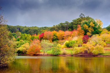 Avustralya sonbaharda renkli: Mount Lofty, Güney Avustralya