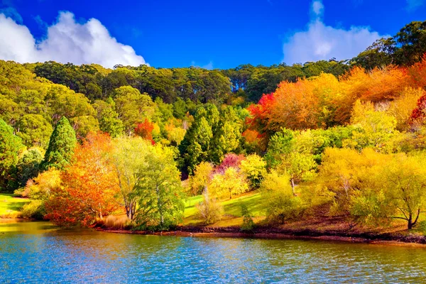 Mount Lofty, Adelaide Hills, Güney Avustralya'da Avustralya renkli sonbahar