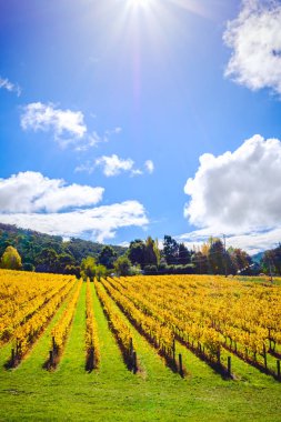 Üzüm asmaları alanında sonbahar, Adelaide Hills, Avustralya