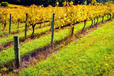 Autumnseason, Adelaide Hills alan, Güney Avustralya içinde üzüm üzüm