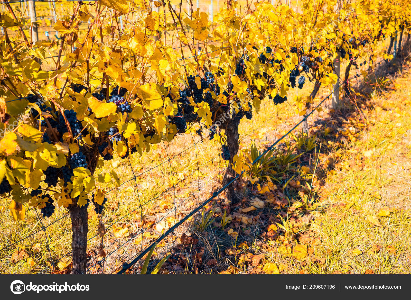 Grape Vines Autumnseason Adelaide Hills Area South Australia — Stock