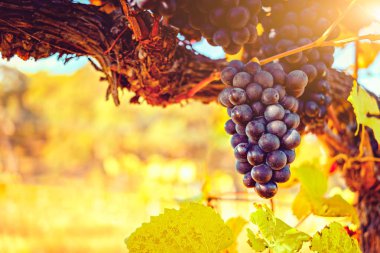 Üzüm sonbahar mevsiminde Adelaide Hills, Güney Avustralya hasat edilebilir hazır olgun Grup