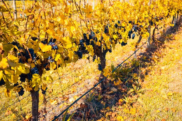 Wijnstokken Autumnseason Adelaide Hills Gebied Zuid Australië — Stockfoto