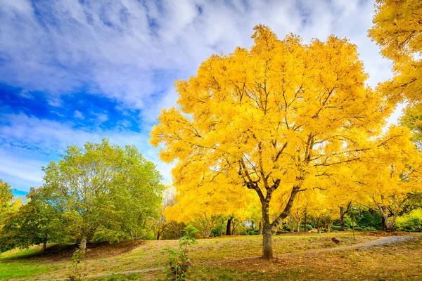 Colourful Autumn Mount Lofty Adelaide Hills South Australia — Stock Photo, Image
